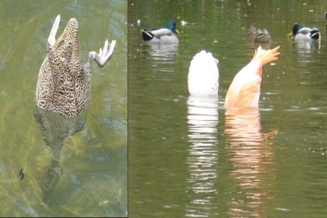 flam duck dabbling comparison.jpg